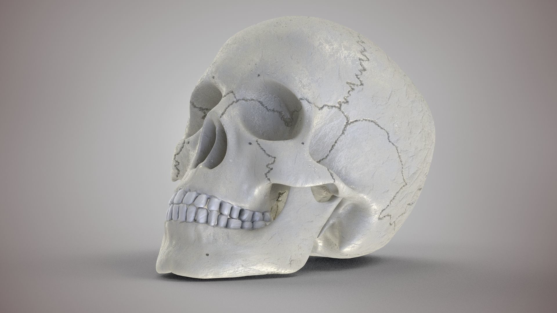 Human Skull Low-poly 3D model_5
