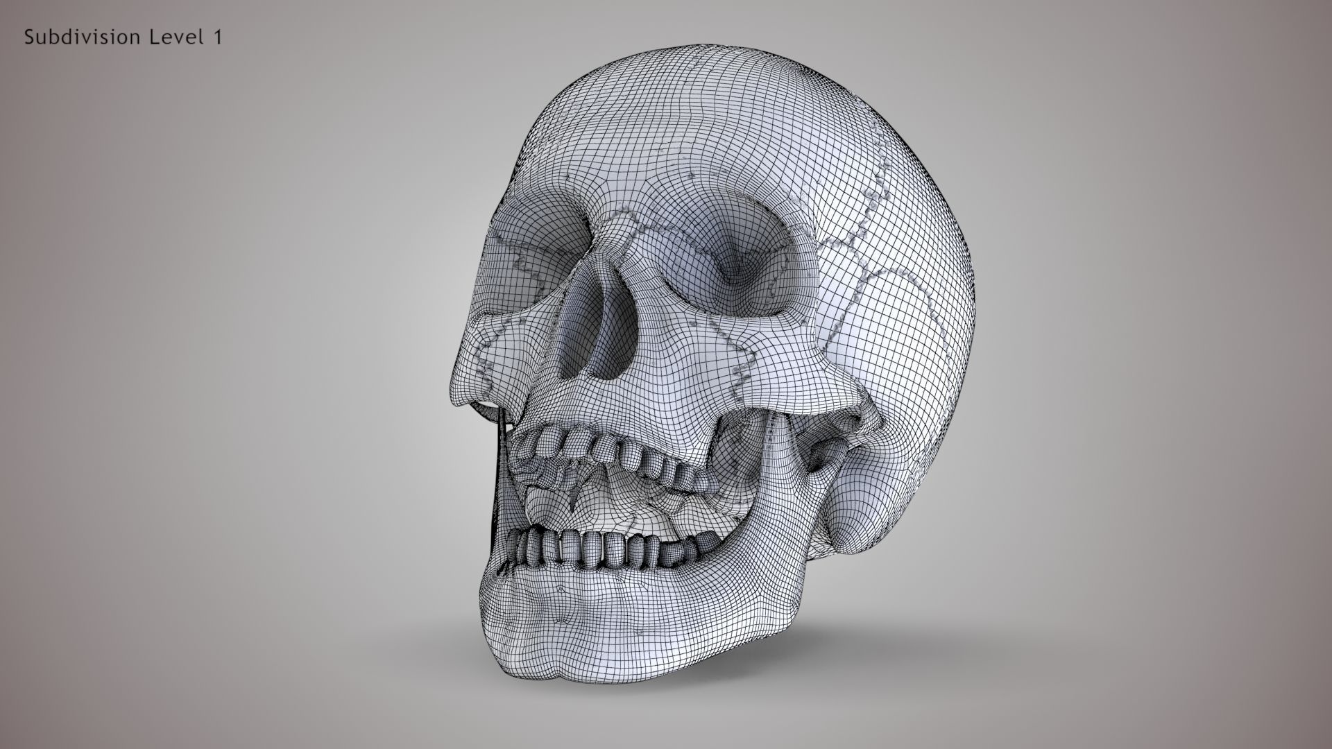 Human Skull Low-poly 3D model_13