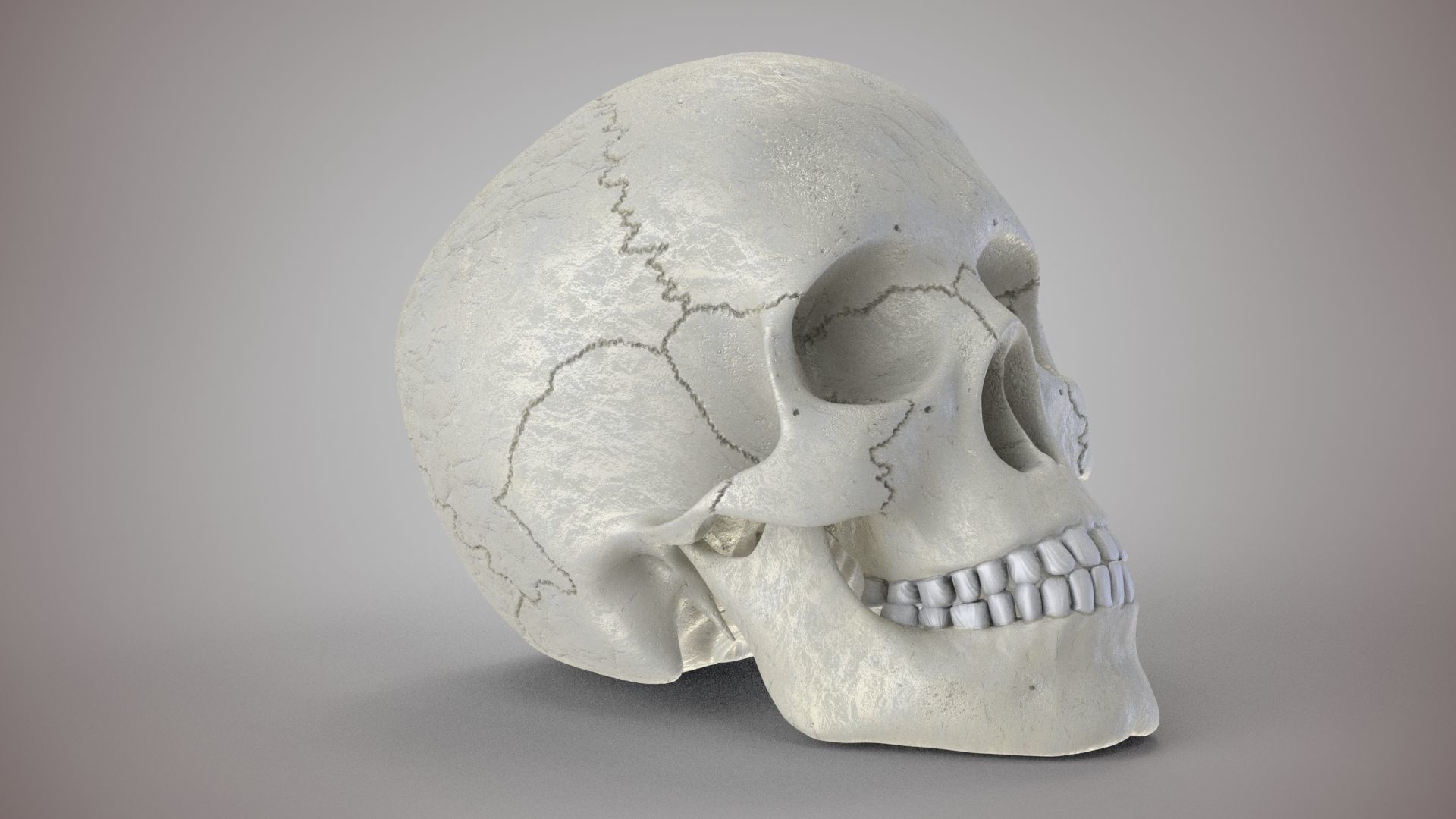 Human Skull Low-poly 3D model_7