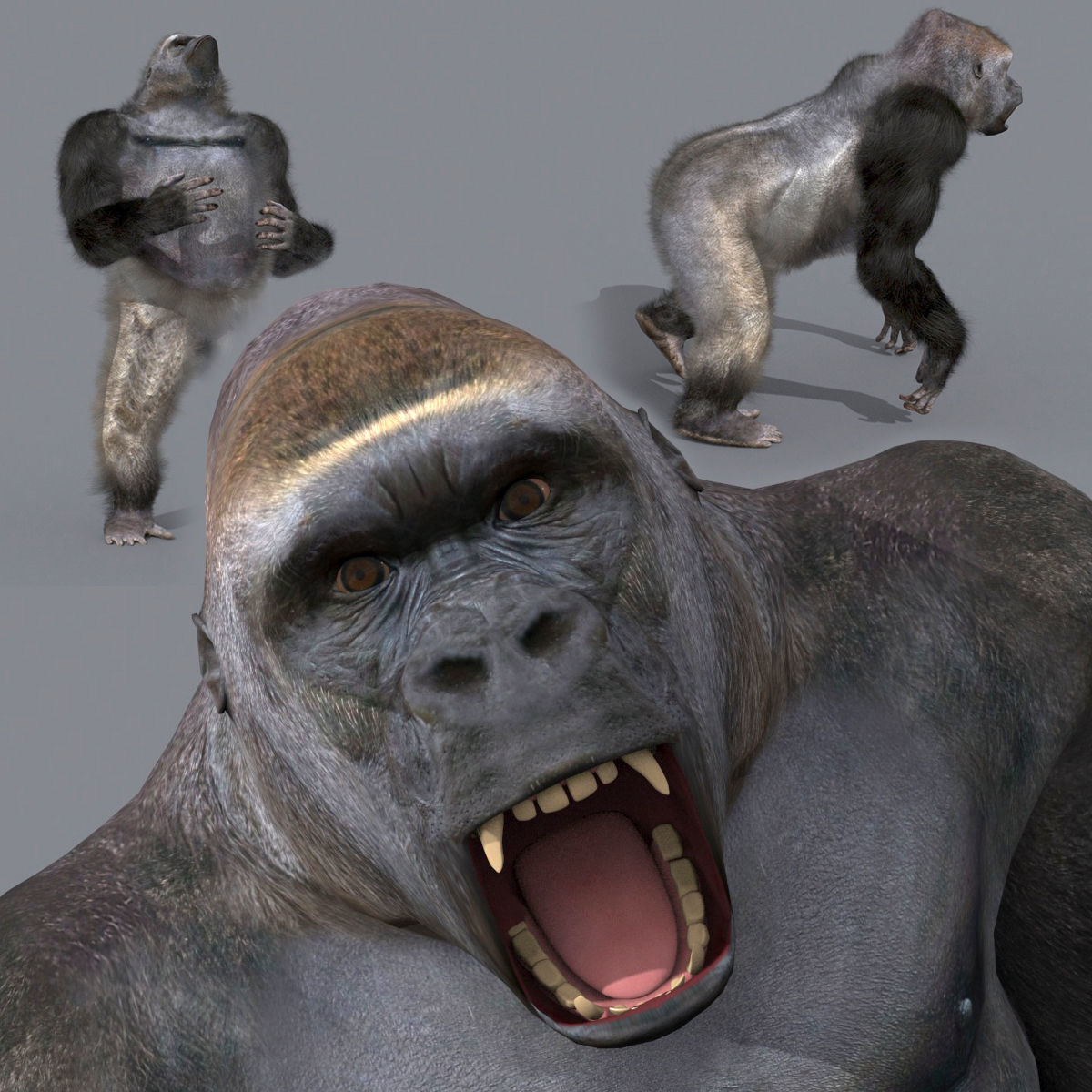 C Silverback Gorilla 8K- 3d animated 3D model_6
