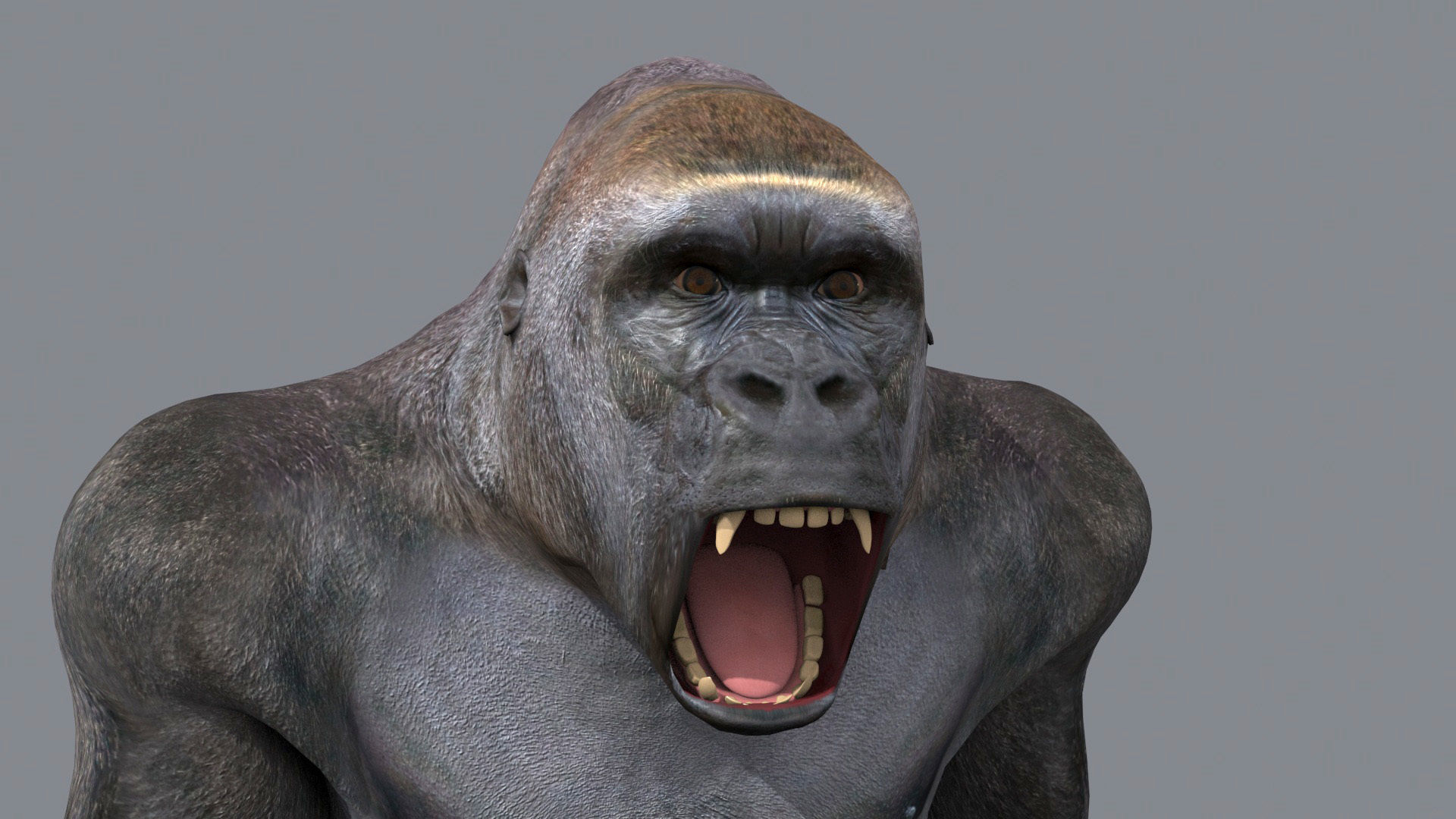 C Silverback Gorilla 8K- 3d animated 3D model_16