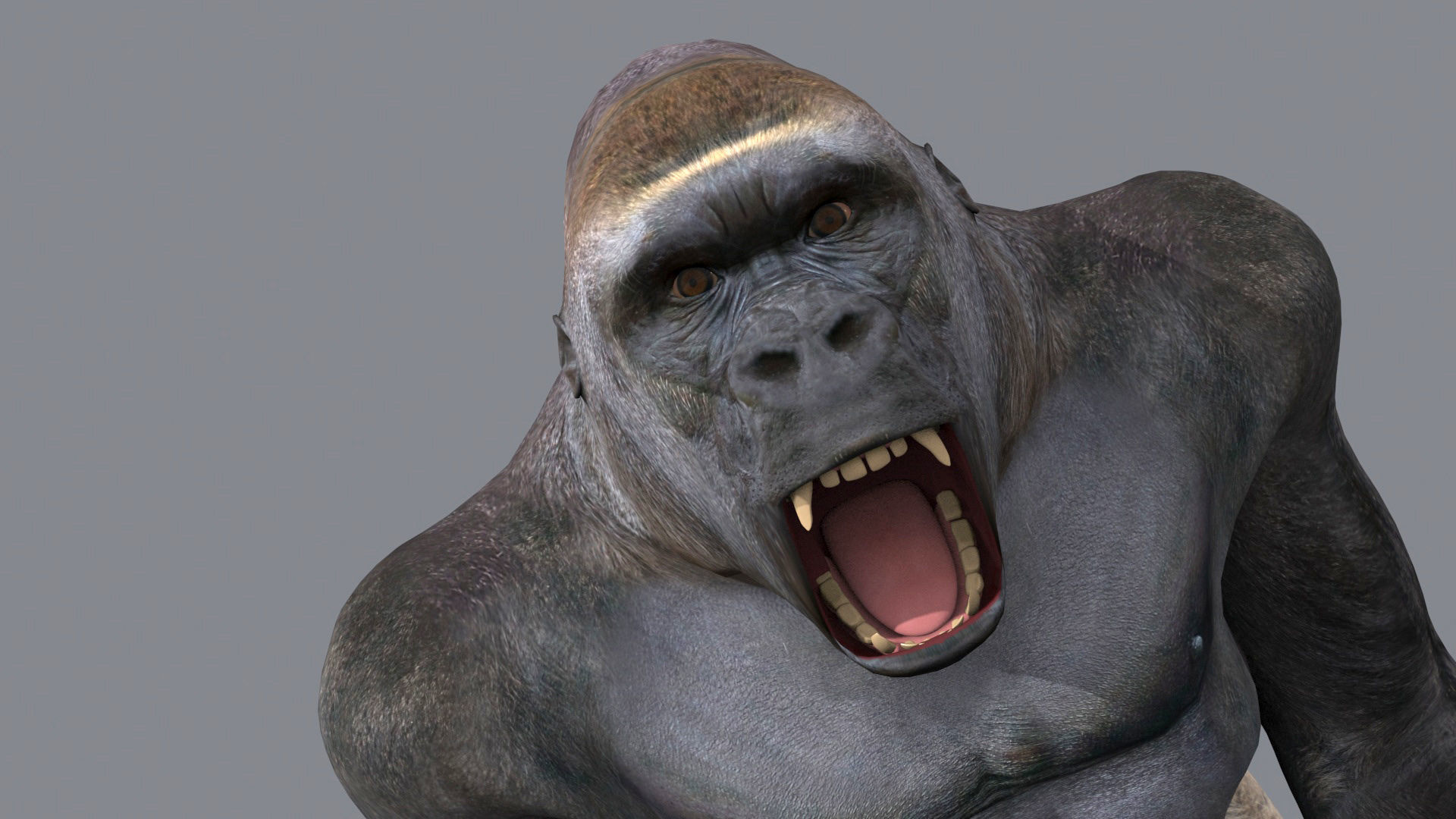 C Silverback Gorilla 8K- 3d animated 3D model_18