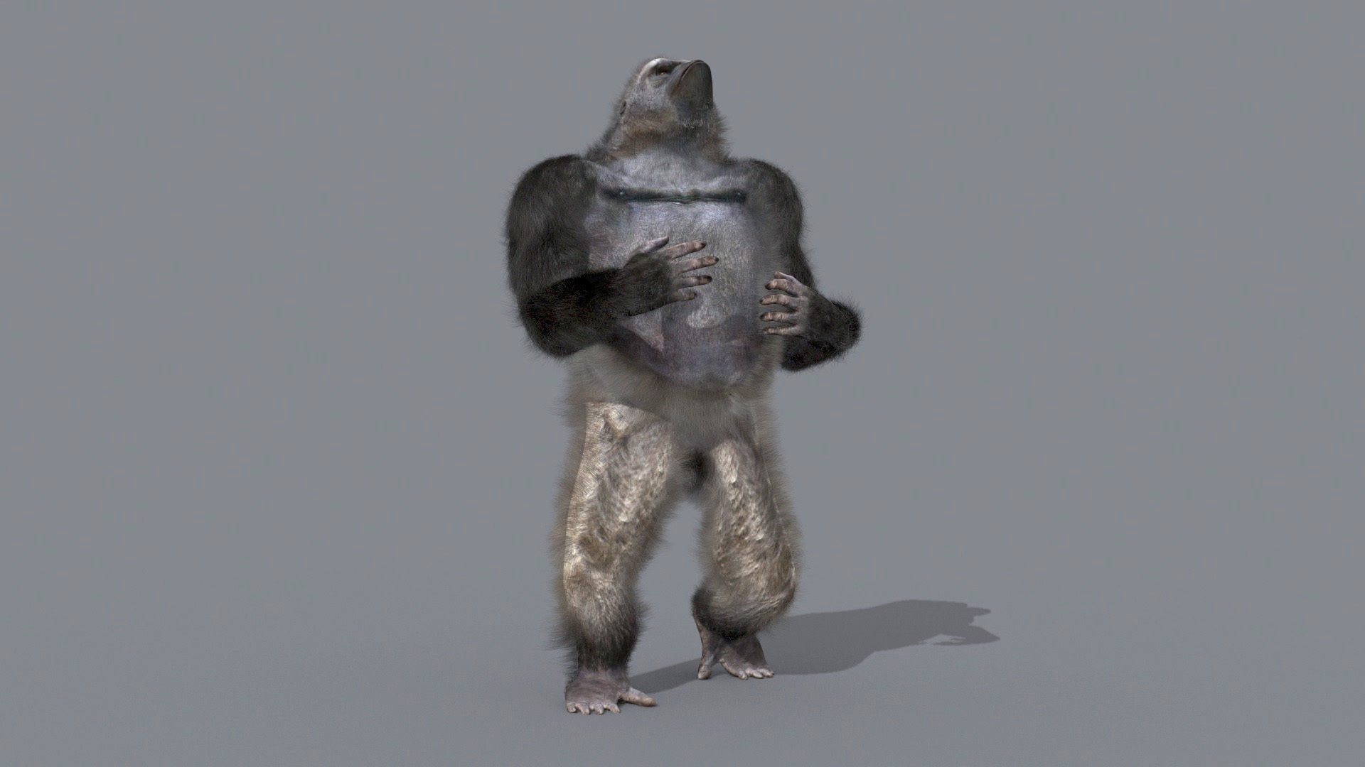 C Silverback Gorilla 8K- 3d animated 3D model_14