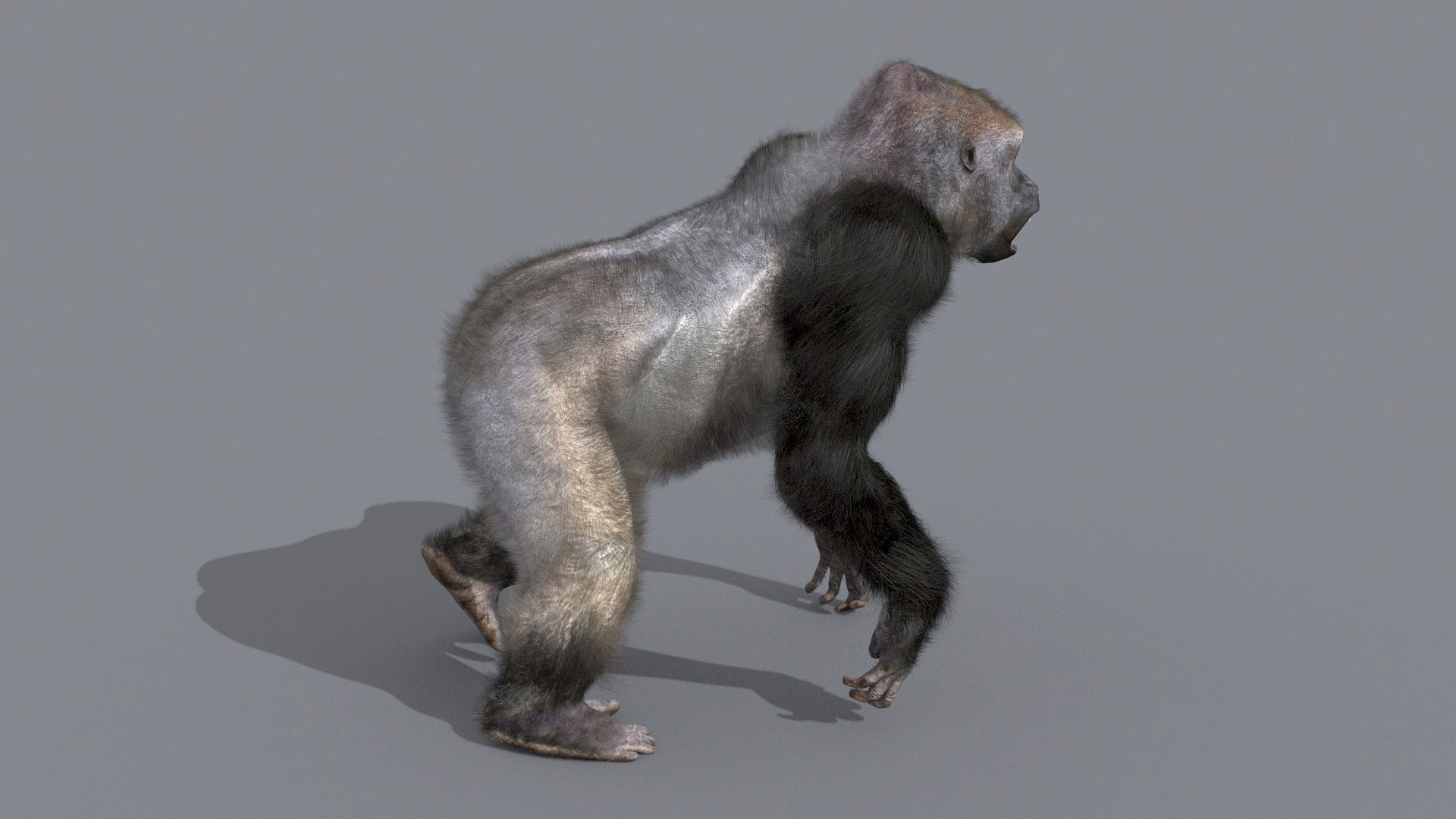 C Silverback Gorilla 8K- 3d animated 3D model_12