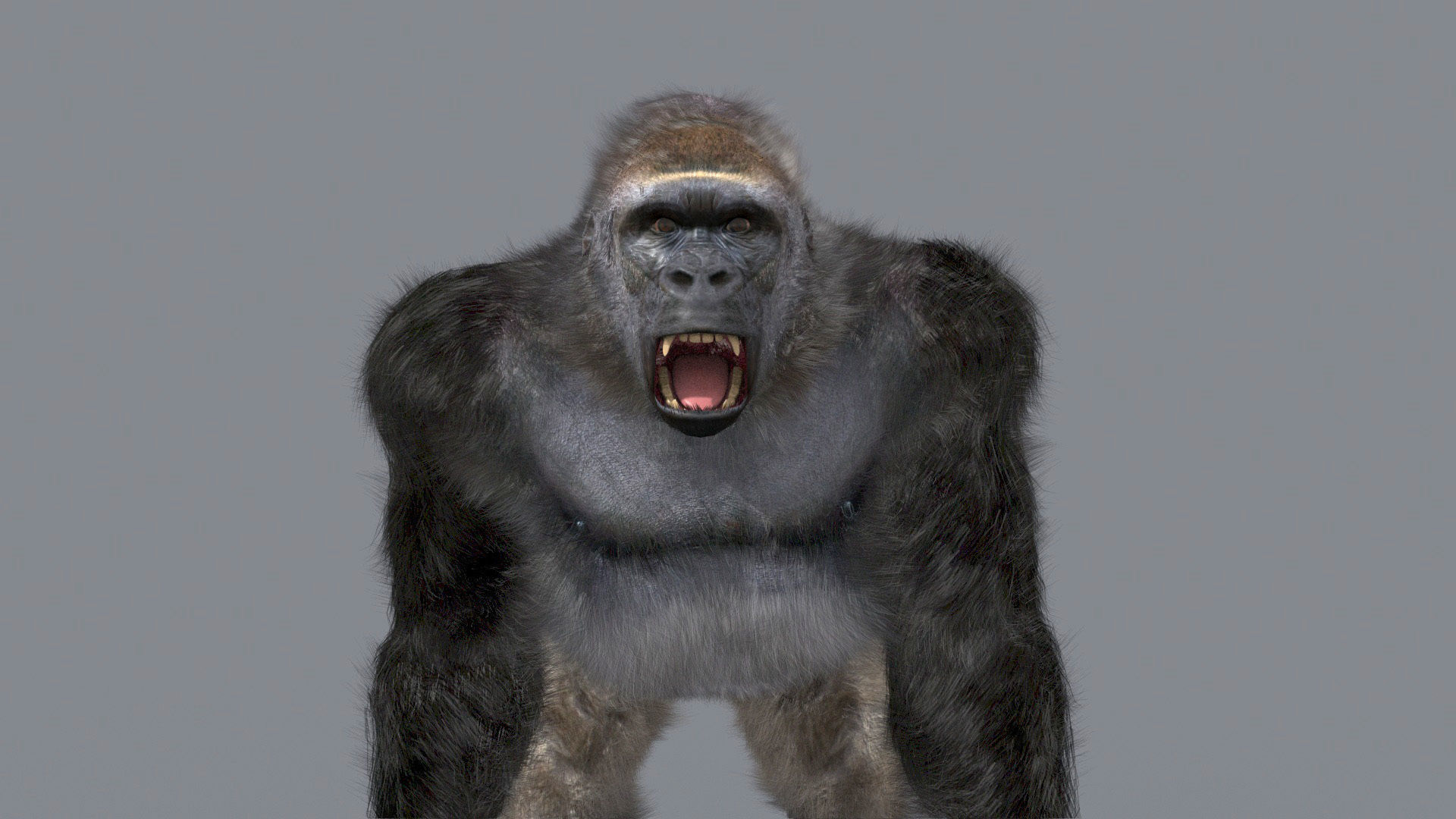 C Silverback Gorilla 8K- 3d animated 3D model_11