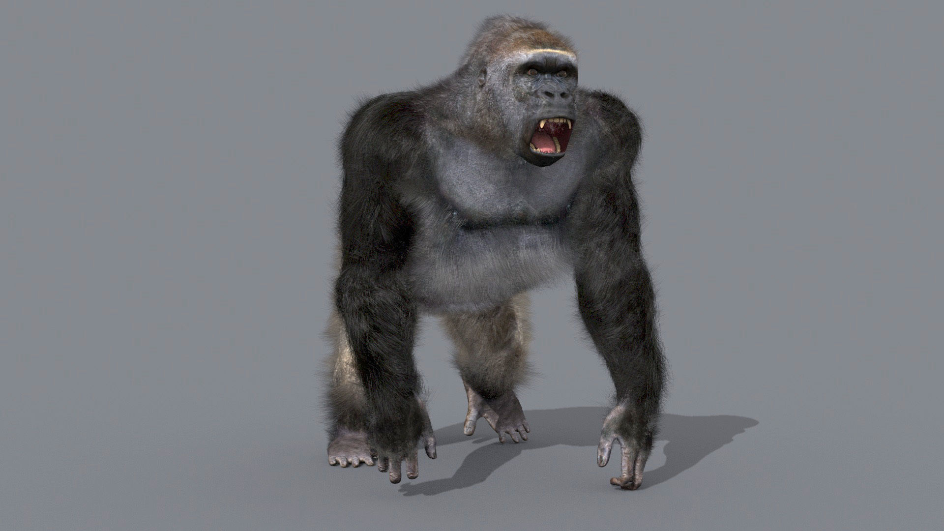C Silverback Gorilla 8K- 3d animated 3D model_10