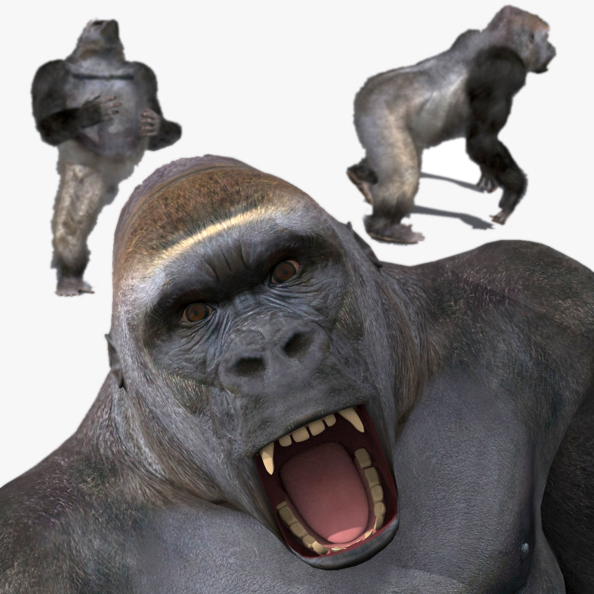C Silverback Gorilla 8K- 3d animated 3D model animated rigged | CGTrader