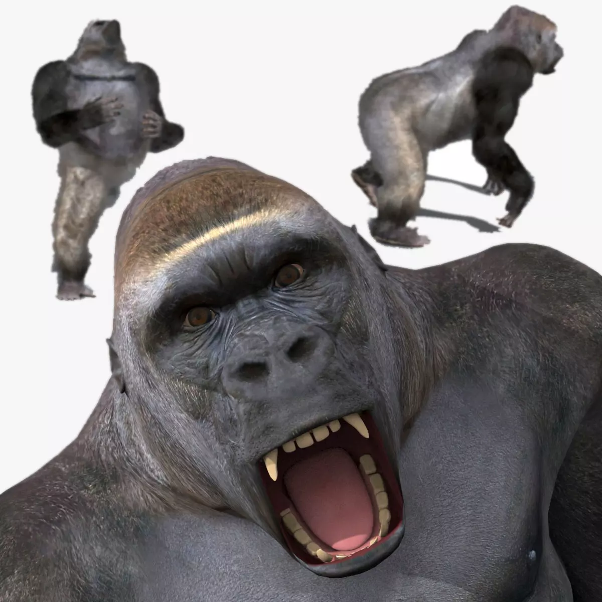 C Silverback Gorilla 8K- 3d animated 3D model_0