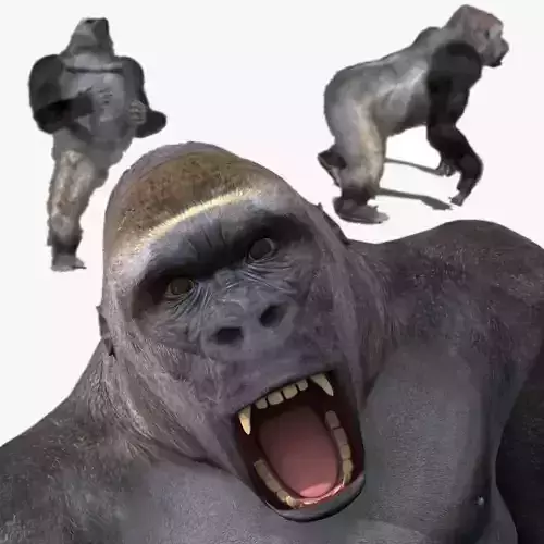 C Silverback Gorilla 8K- 3d animated 3D model