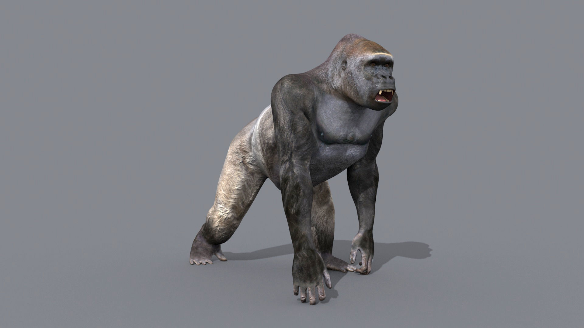 C Silverback Gorilla 8K- 3d animated 3D model_8