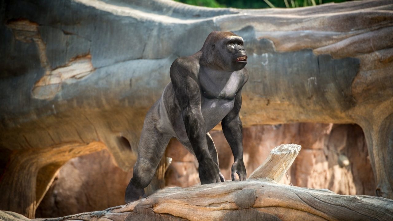 C Silverback Gorilla 8K- 3d animated 3D model_25