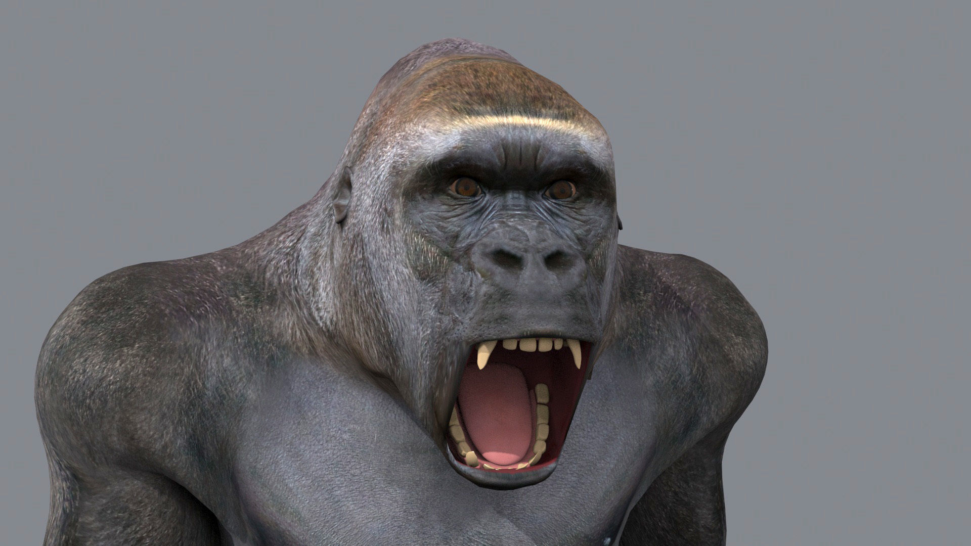 C Silverback Gorilla 8K- 3d animated 3D model_17