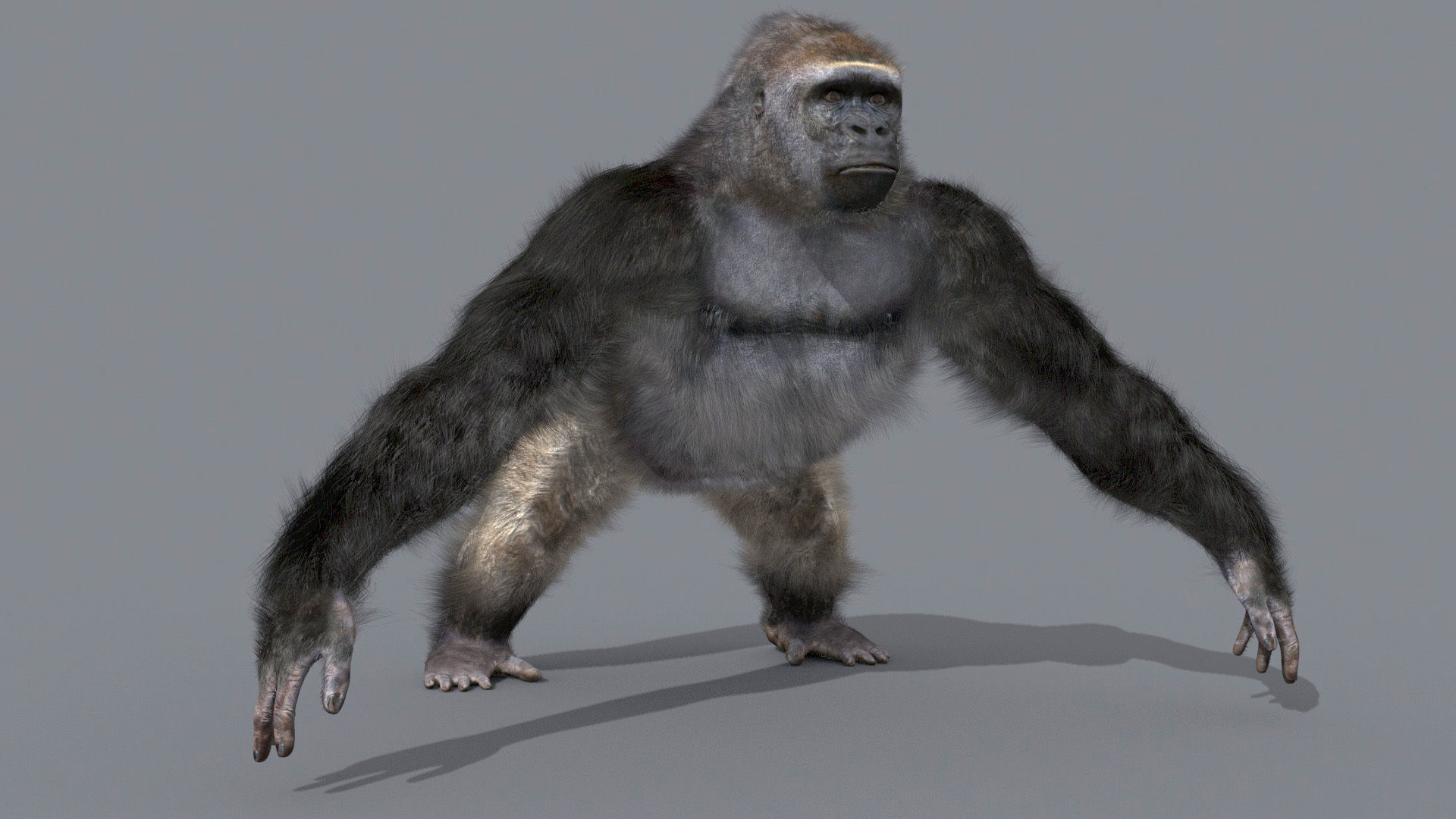 C Silverback Gorilla 8K- 3d animated 3D model_9