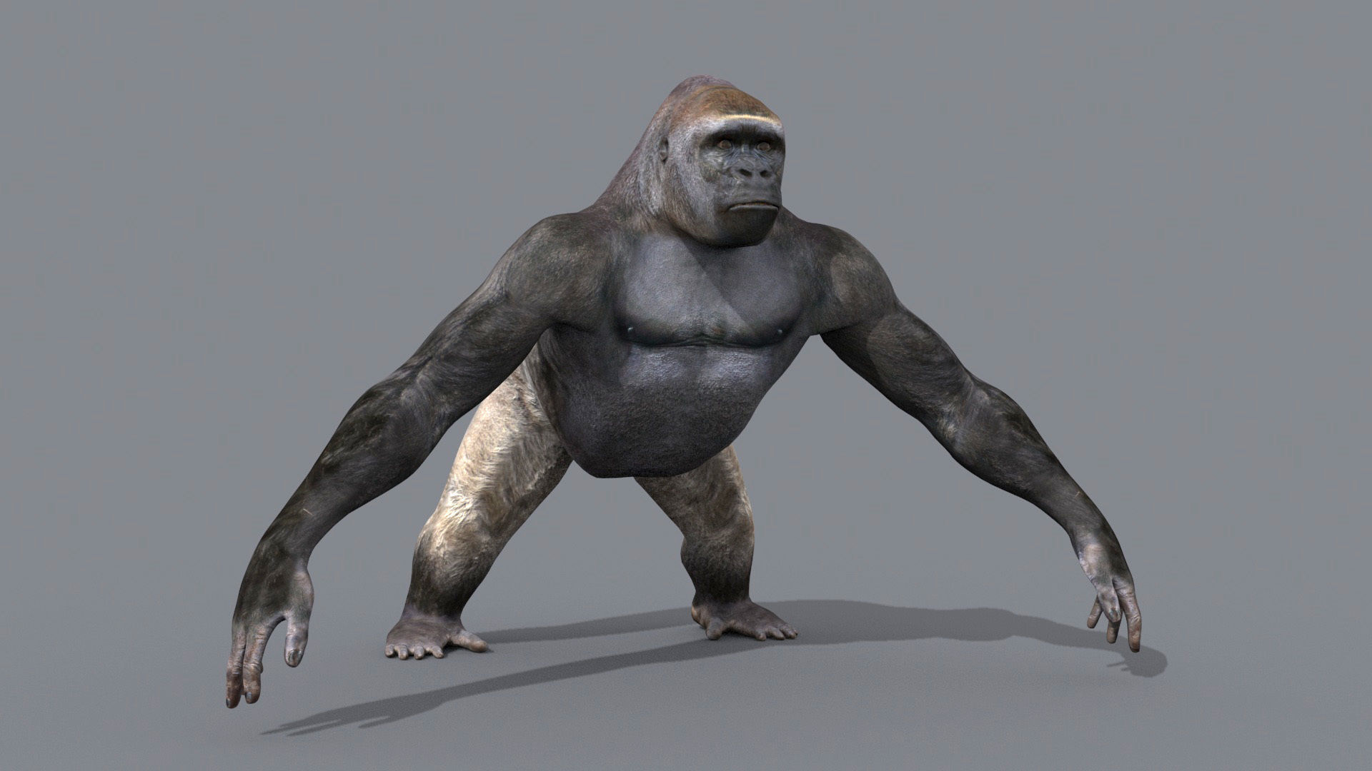 C Silverback Gorilla 8K- 3d animated 3D model_15