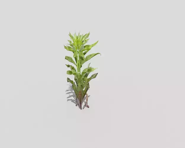 Low poly Plant