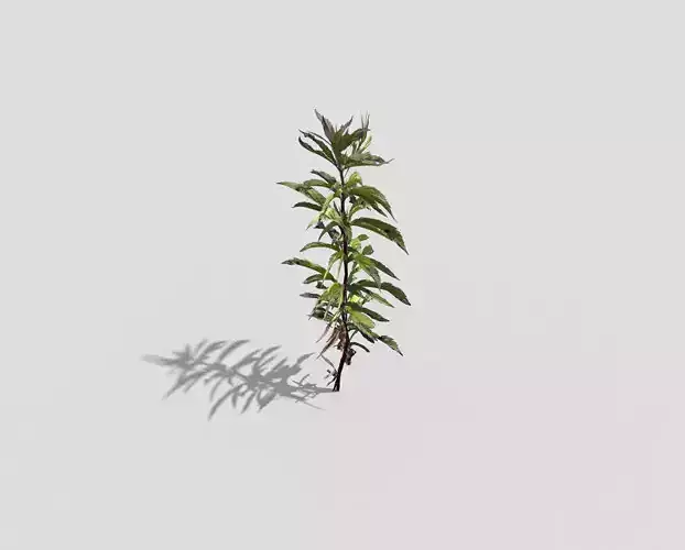 Low poly Plant