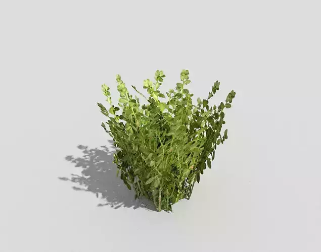 Low poly Plant ivy