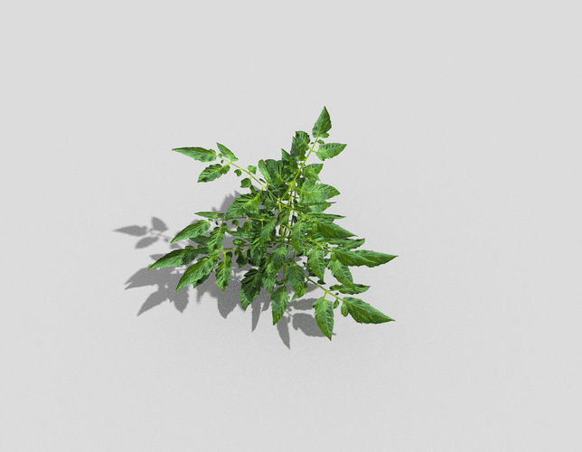 Low poly Plant tomato Low-poly 3D model