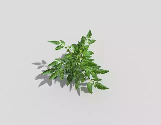 Low poly Plant tomato