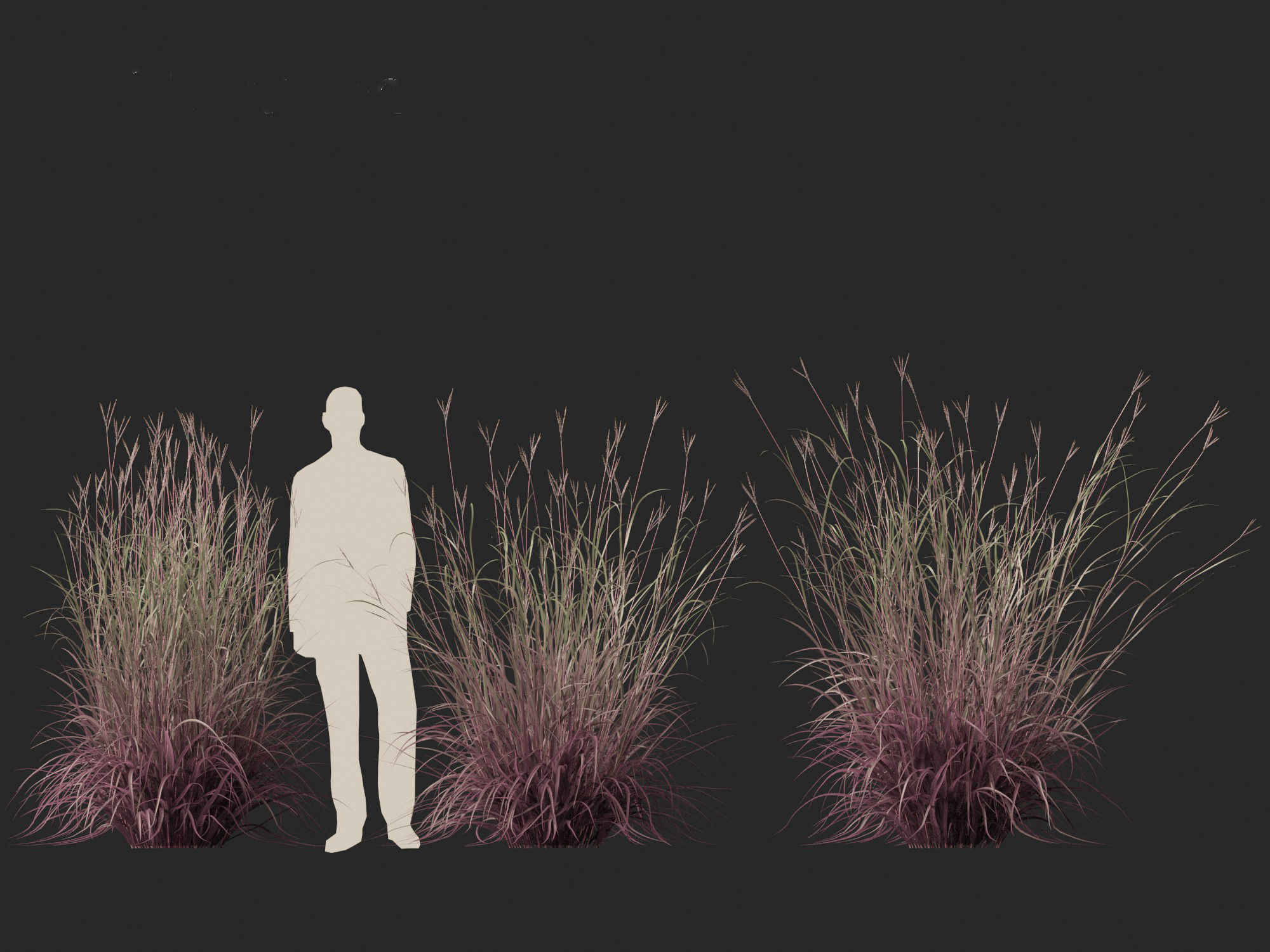 Andropogon gerardii - Big bluestem grass 01 3D model_11