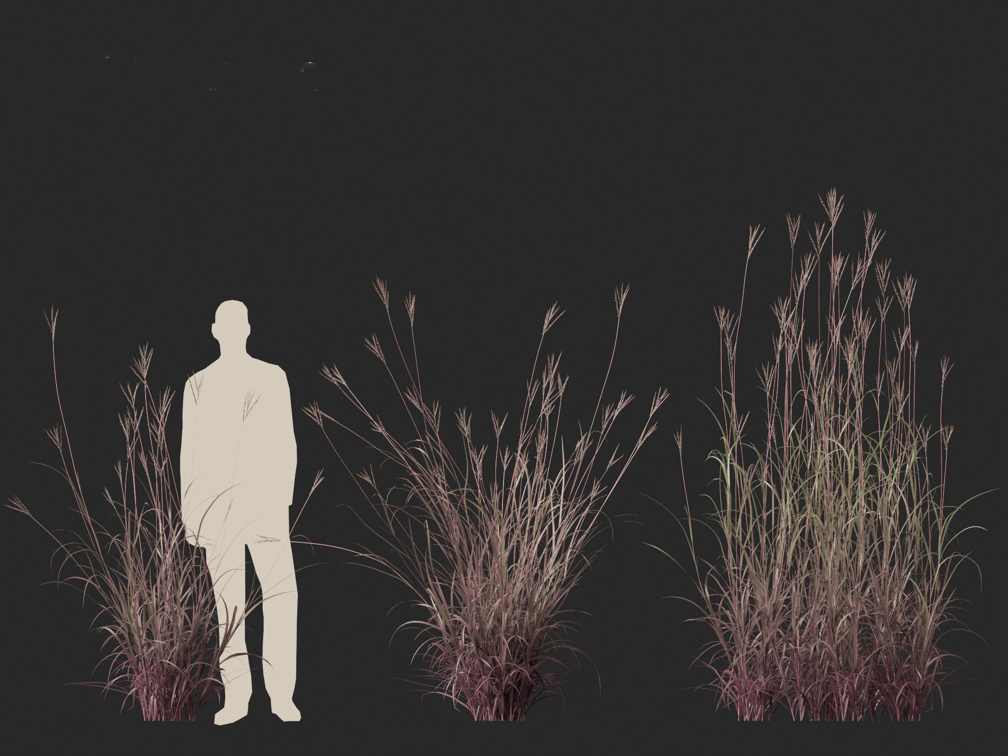 Andropogon gerardii - Big bluestem grass 01 3D model_7