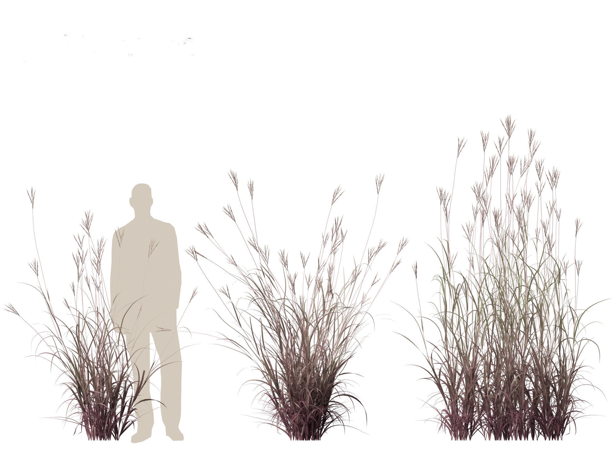 Andropogon gerardii - Big bluestem grass 01 3D model_6