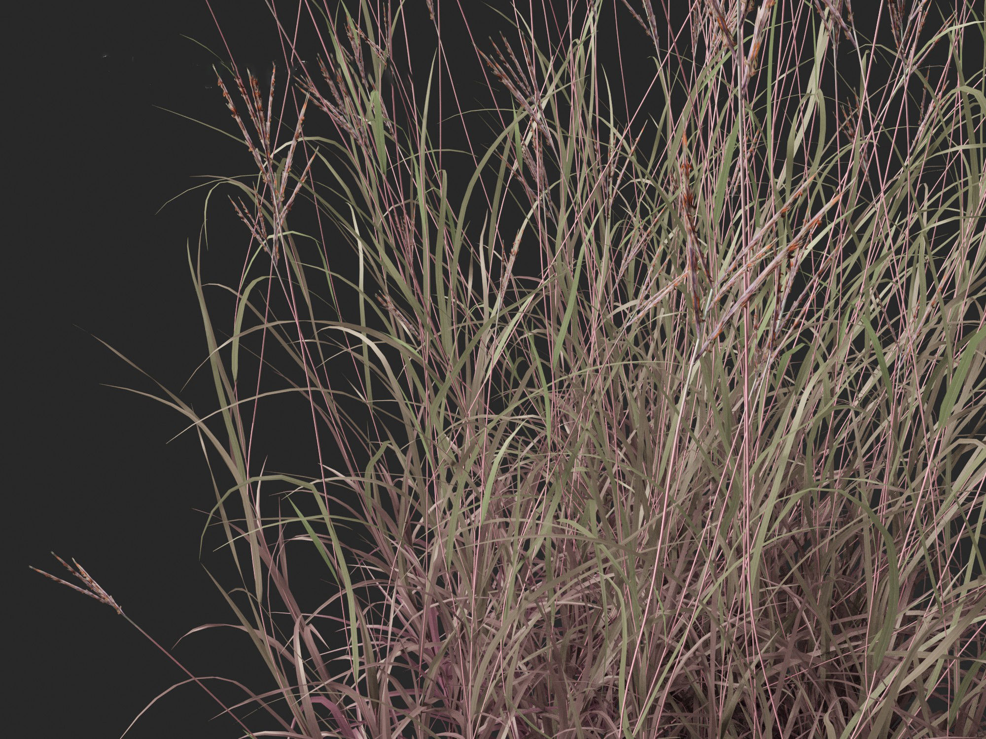 Andropogon gerardii - Big bluestem grass 01 3D model_4