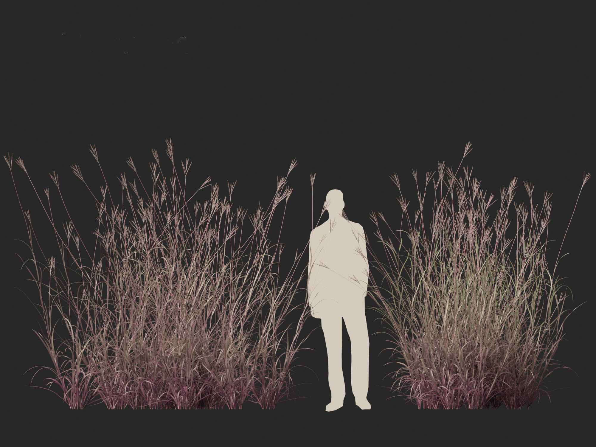 Andropogon gerardii - Big bluestem grass 01 3D model_9