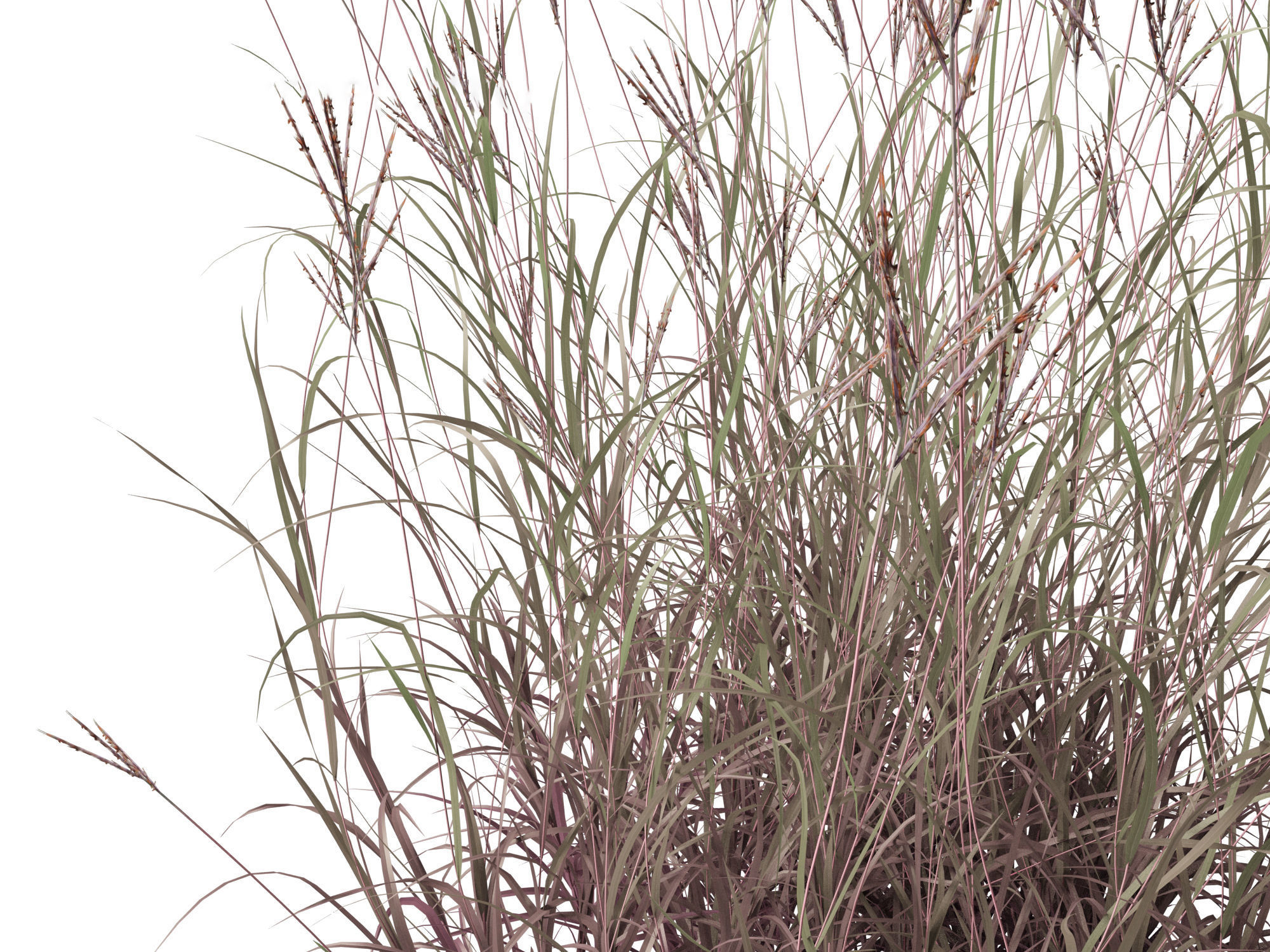 Andropogon gerardii - Big bluestem grass 01 3D model_3