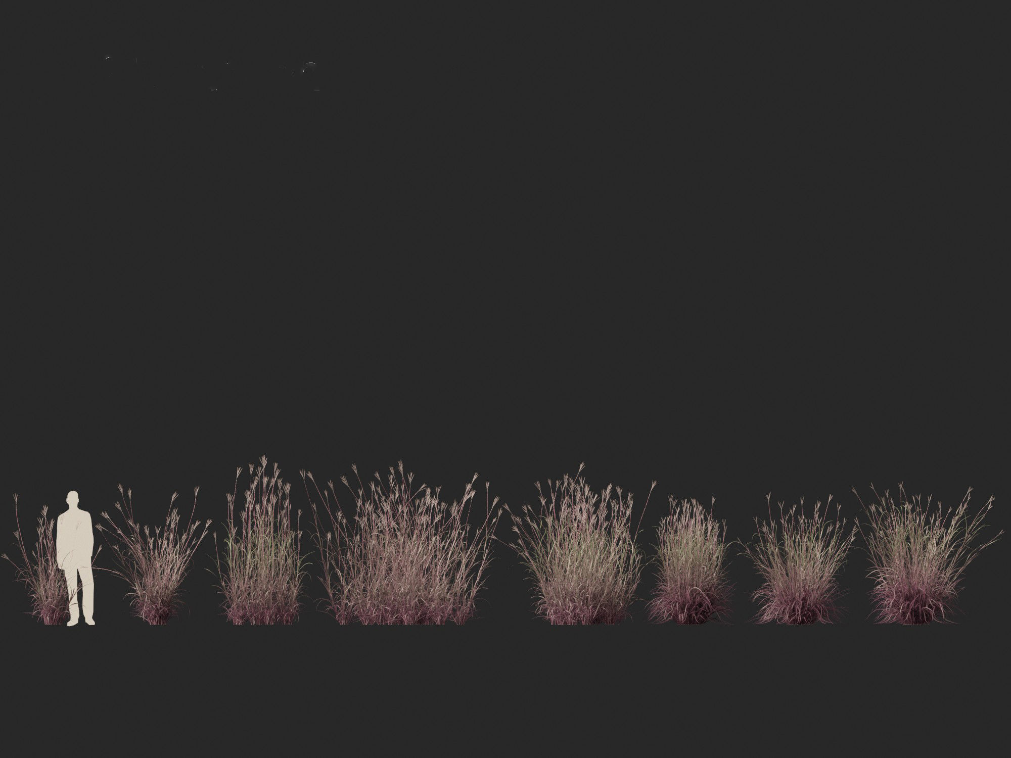Andropogon gerardii - Big bluestem grass 01 3D model_5