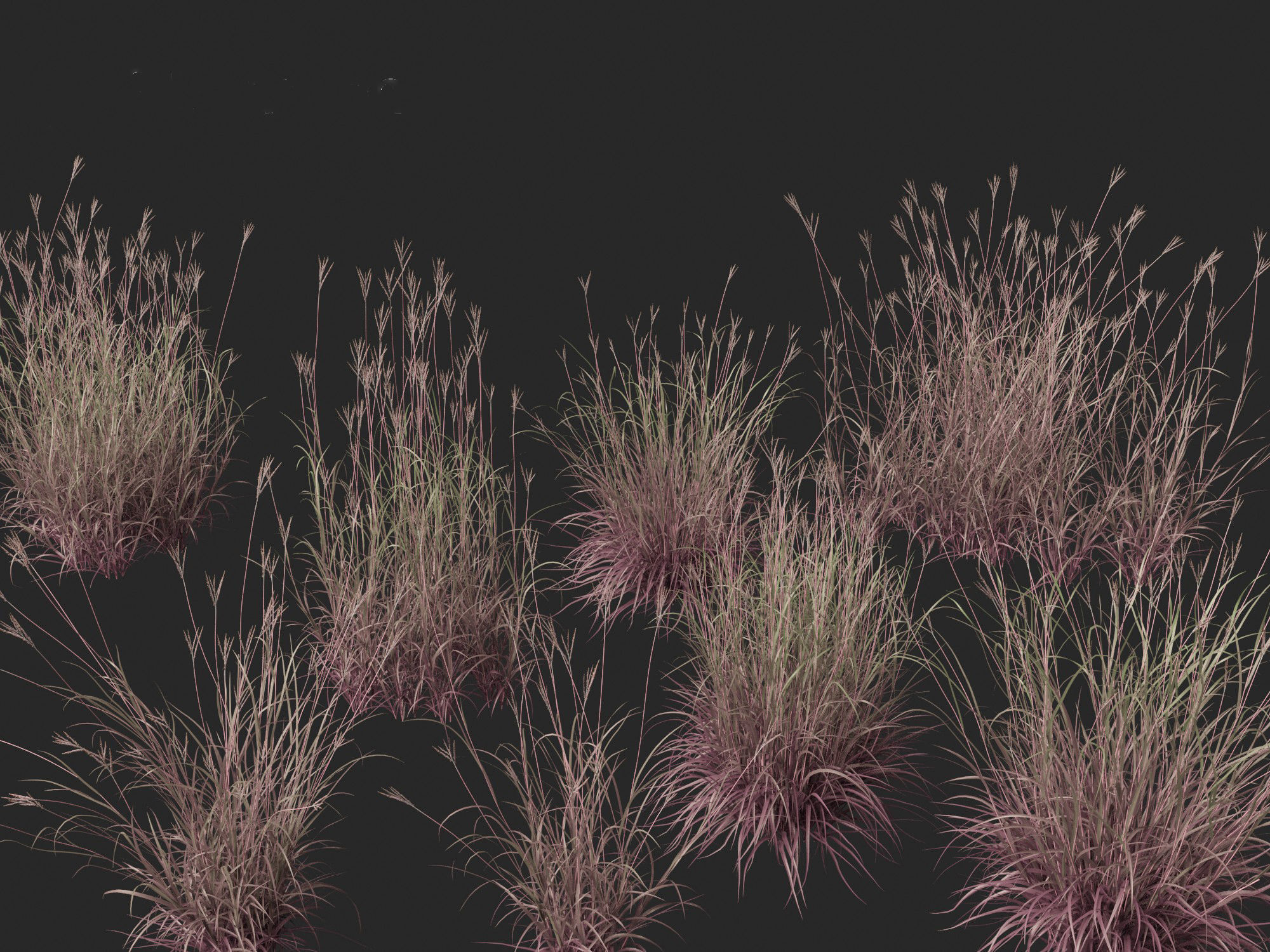 Andropogon gerardii - Big bluestem grass 01 3D model_2