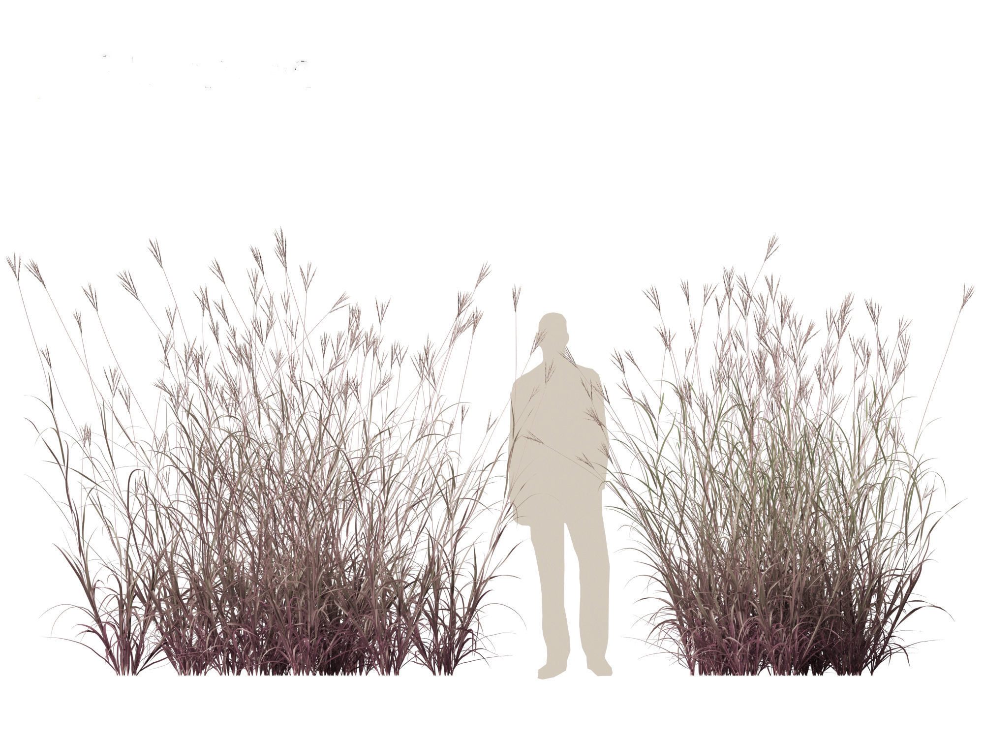 Andropogon gerardii - Big bluestem grass 01 3D model_8