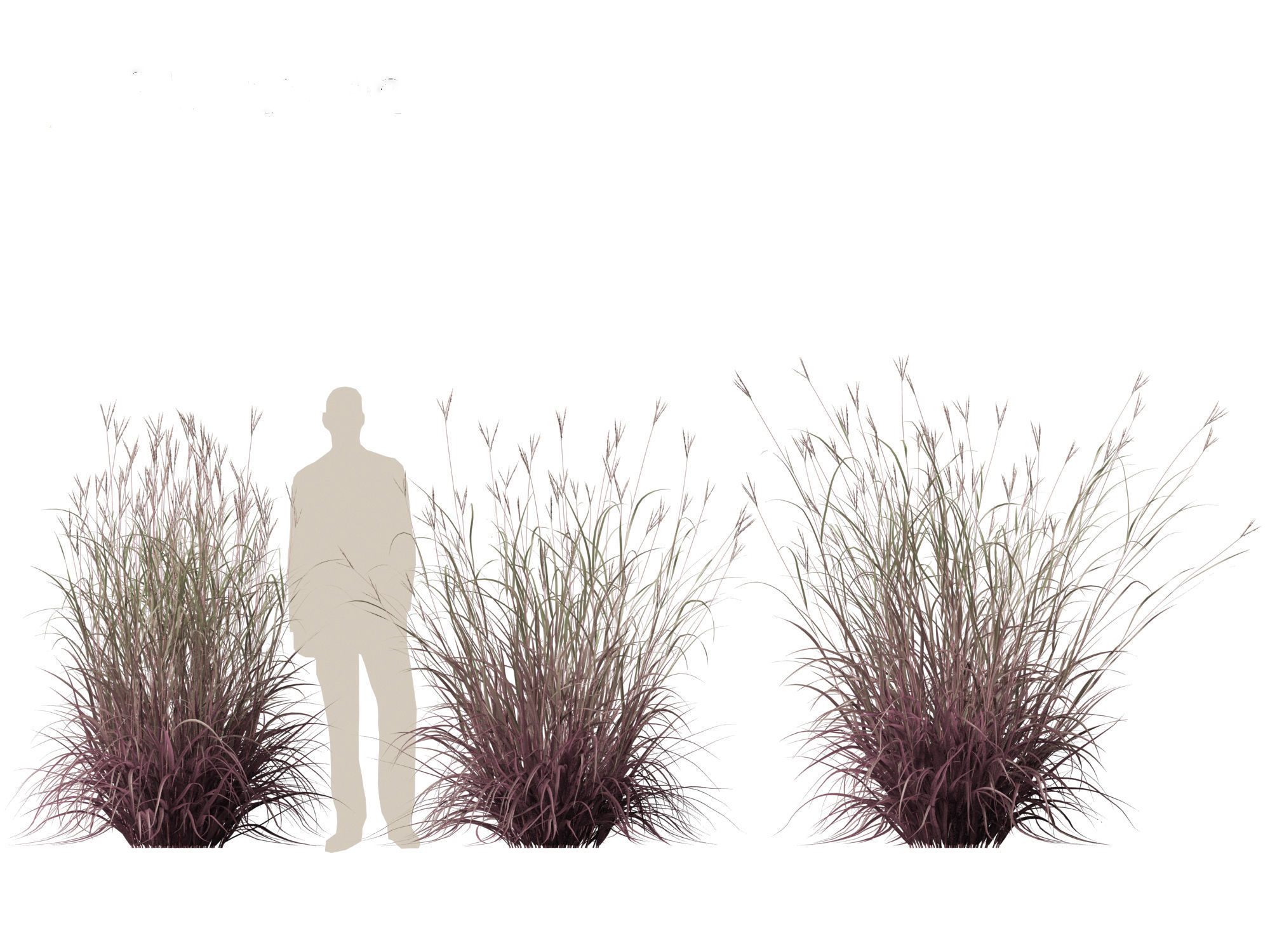 Andropogon gerardii - Big bluestem grass 01 3D model_10