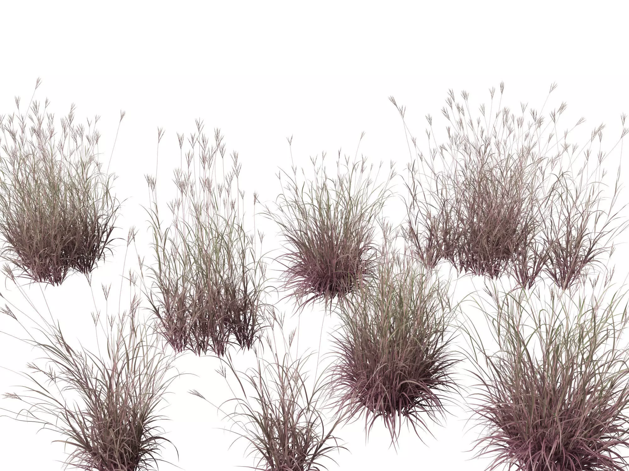 Andropogon gerardii - Big bluestem grass 01 3D model_0
