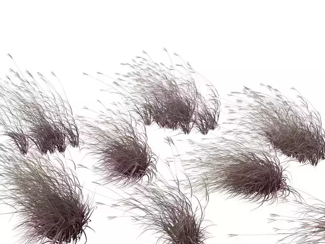 Andropogon gerardii - Big bluestem grass 02