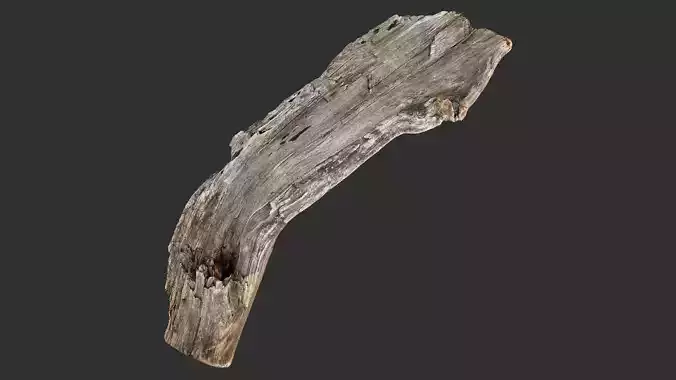 Tree trunk 3d scan