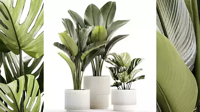 Set Of White Modern Potted Strelitzia Monstera 1443
