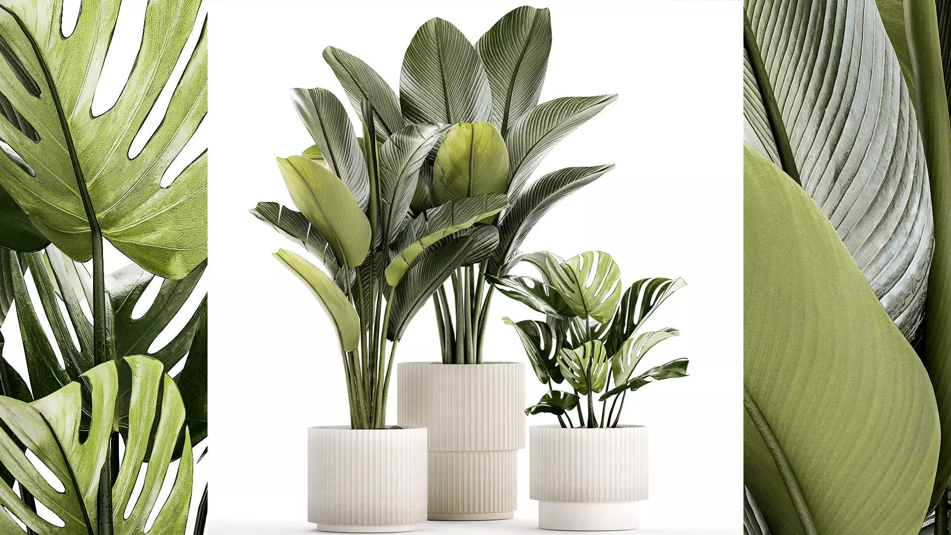 Set Of White Modern Potted Strelitzia Monstera 1443 3D model