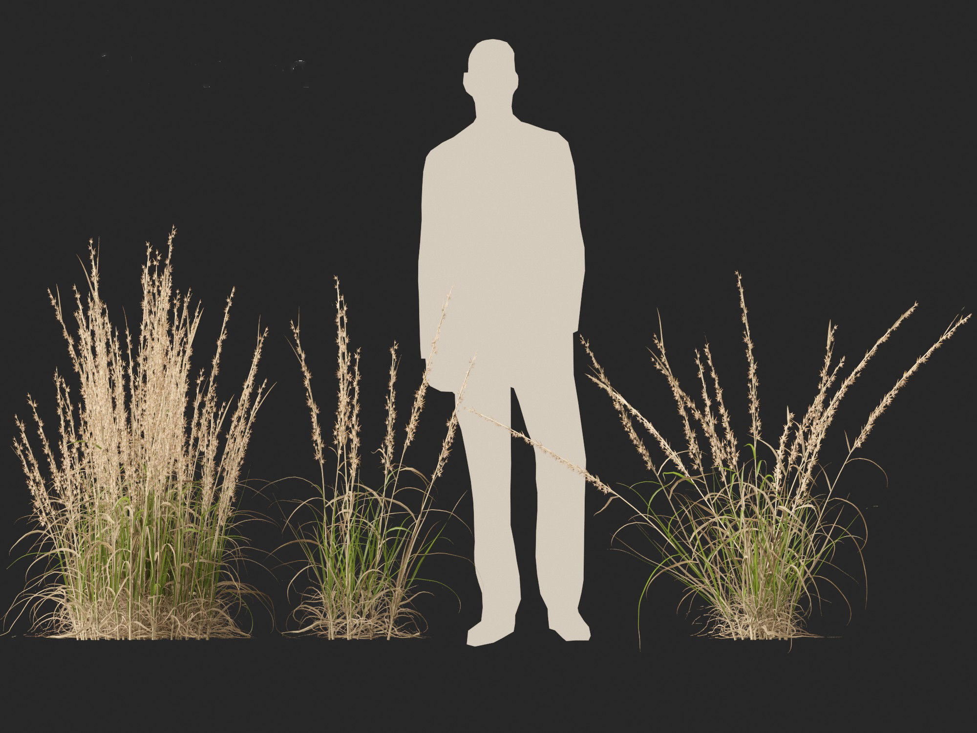 Andropogon virginicus - Broomsedge 3D model_2