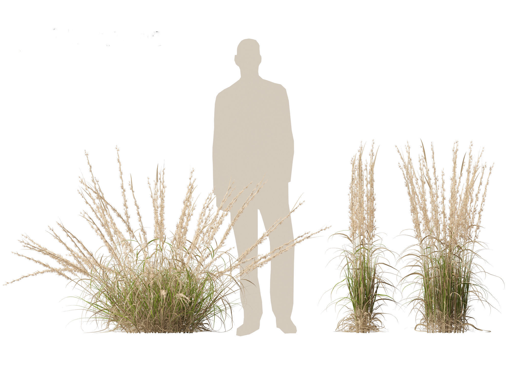 Andropogon virginicus - Broomsedge 3D model_9