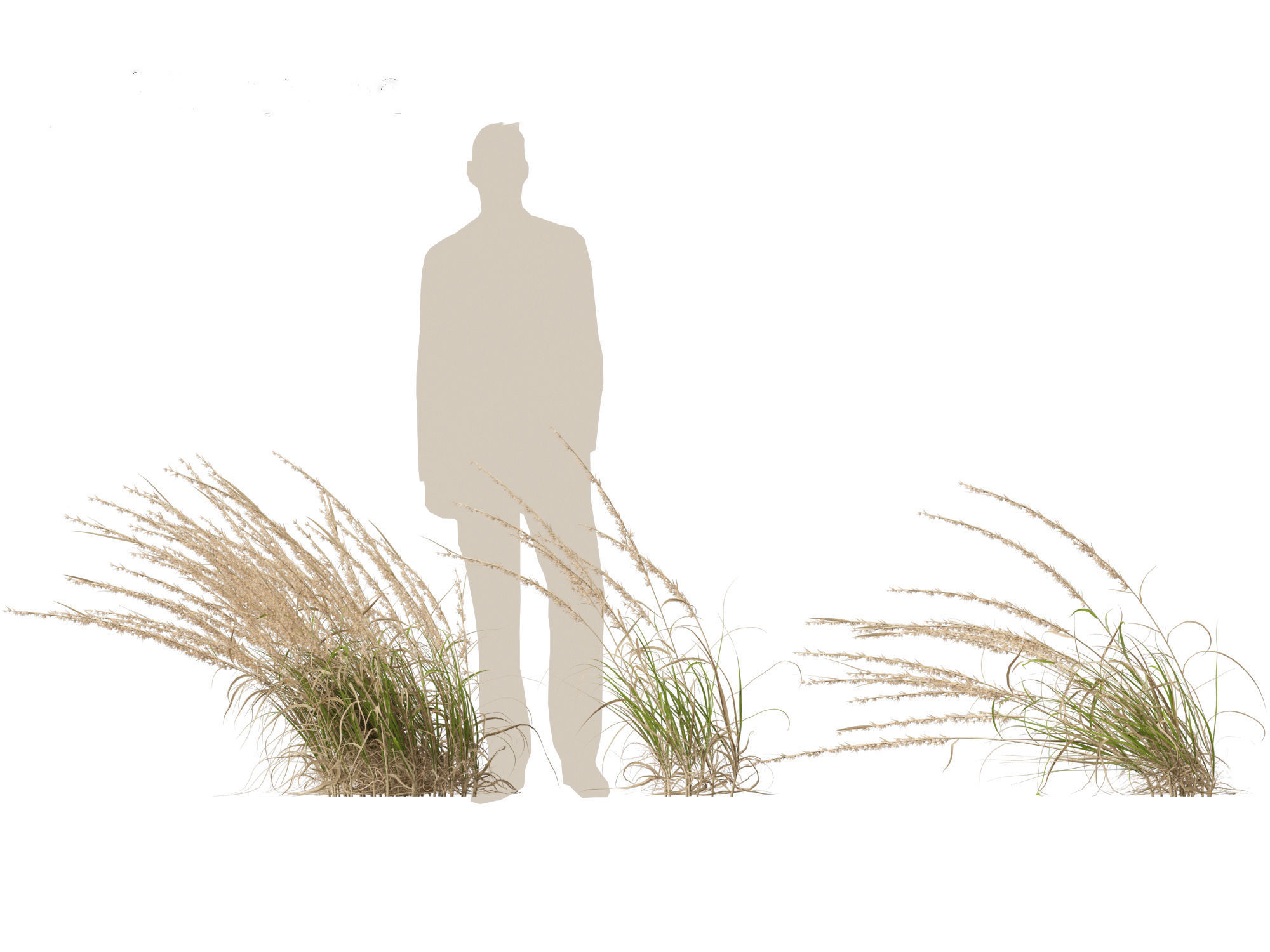 Andropogon virginicus - Broomsedge 3D model_7