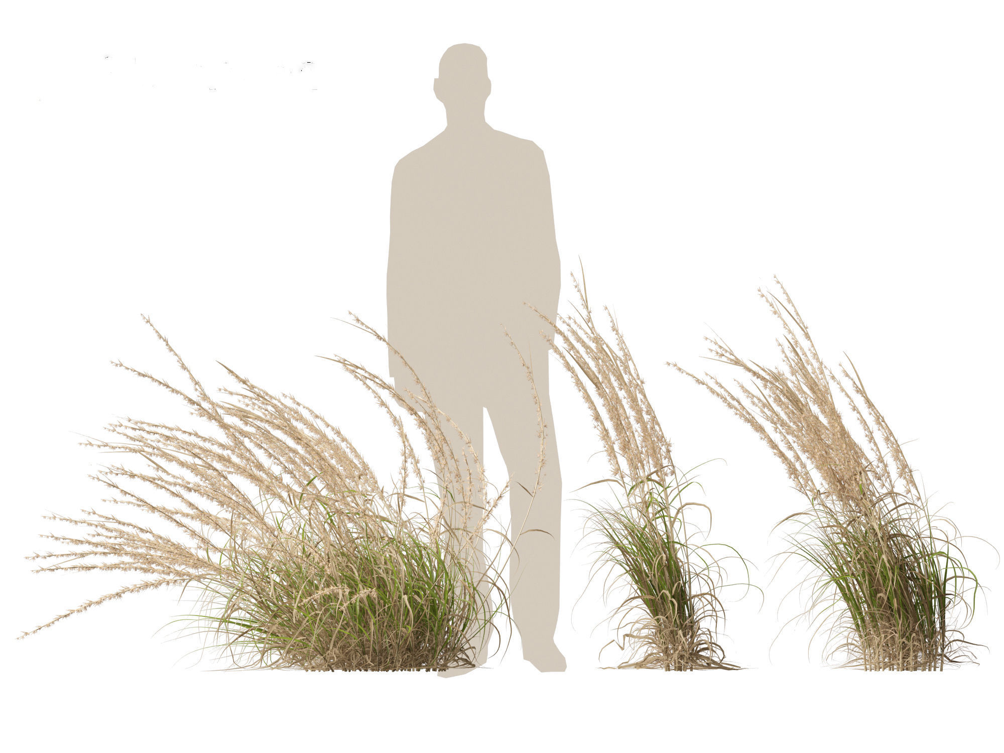 Andropogon virginicus - Broomsedge 3D model_5