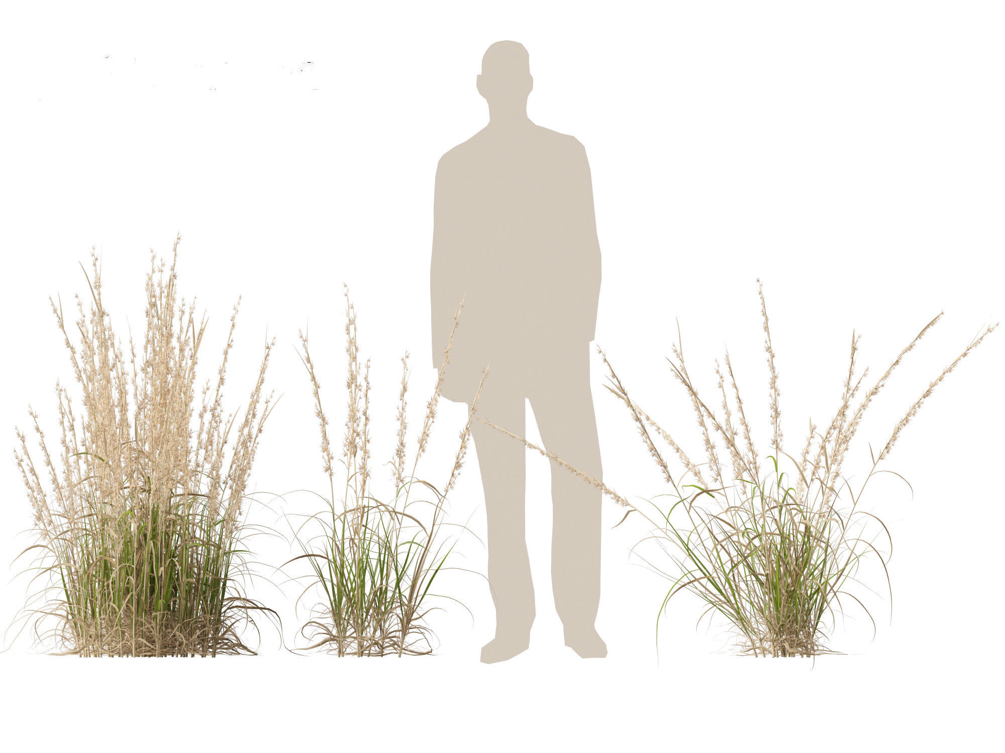 Andropogon virginicus - Broomsedge 3D model_11