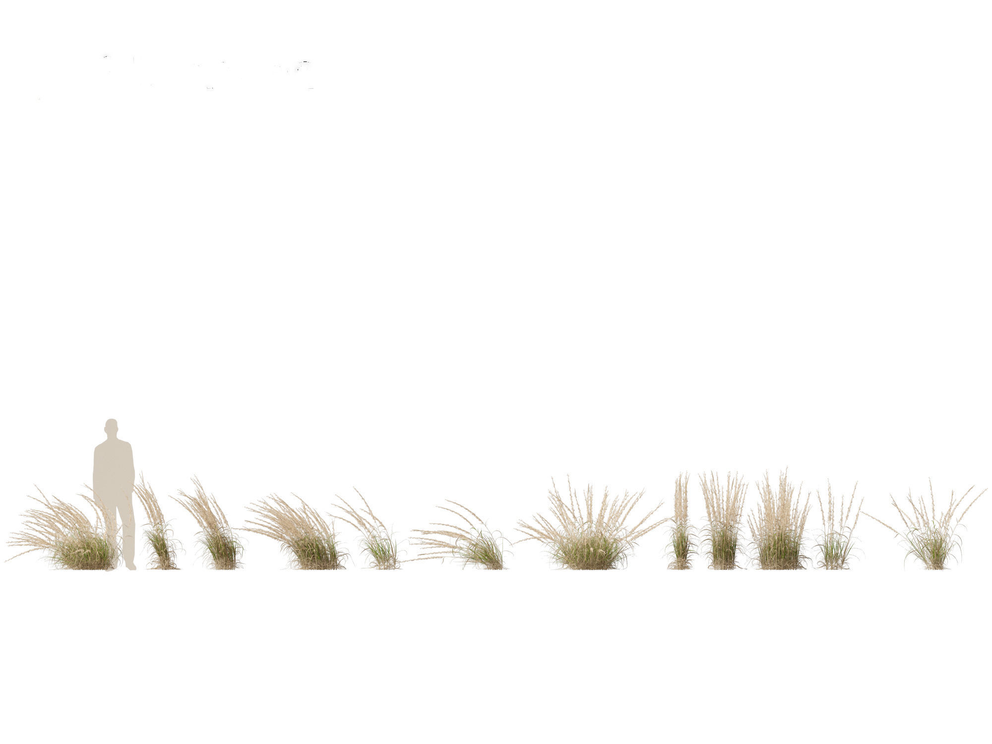 Andropogon virginicus - Broomsedge 3D model_1