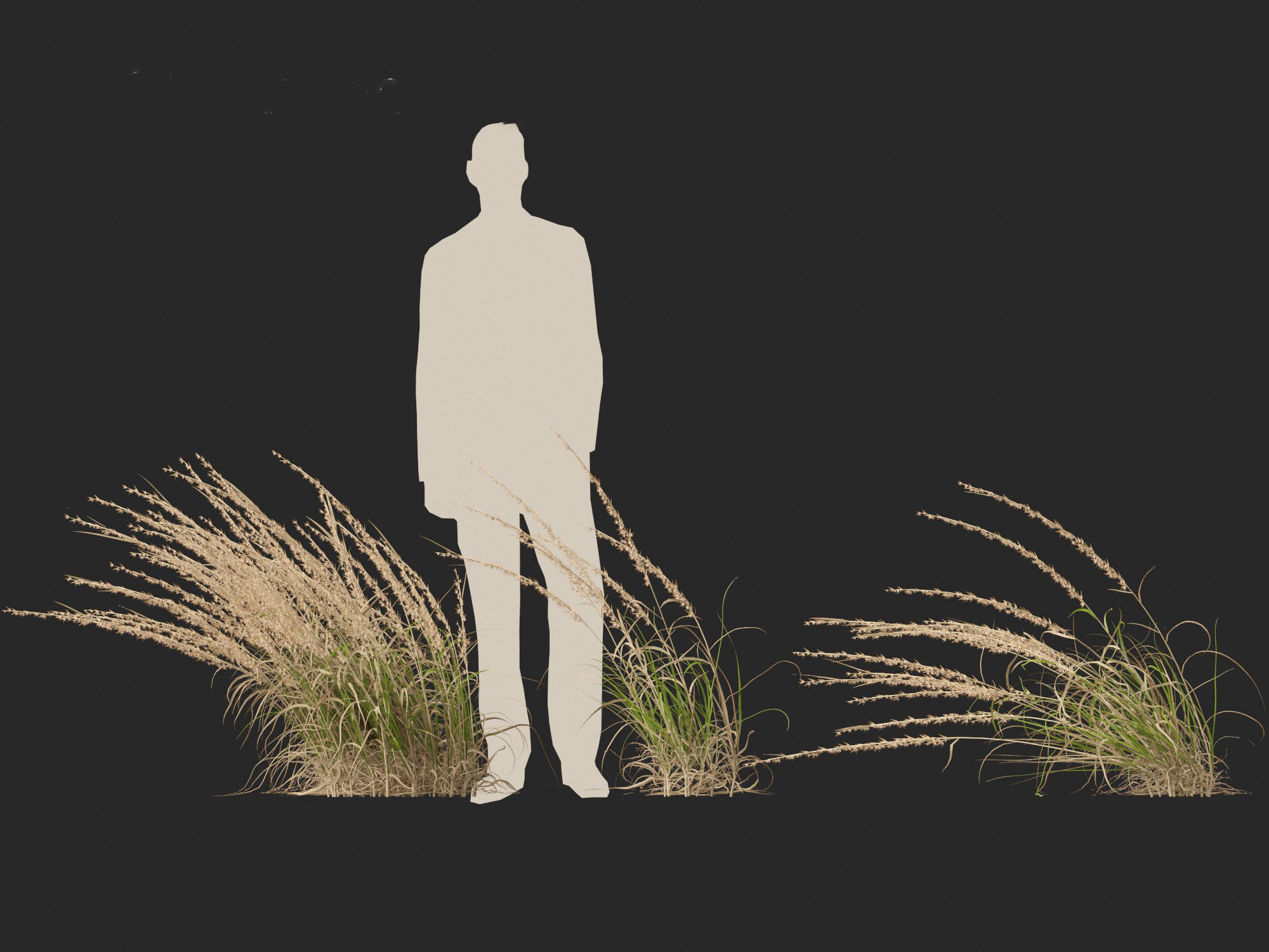 Andropogon virginicus - Broomsedge 3D model_8