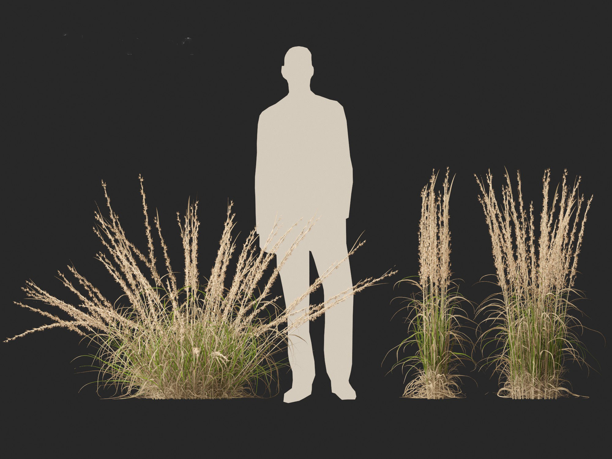 Andropogon virginicus - Broomsedge 3D model_10