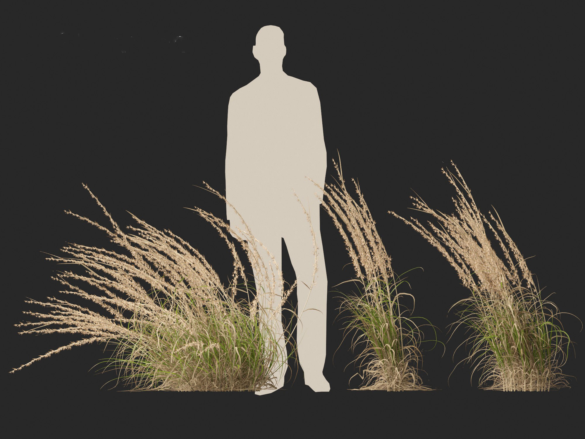 Andropogon virginicus - Broomsedge 3D model_6