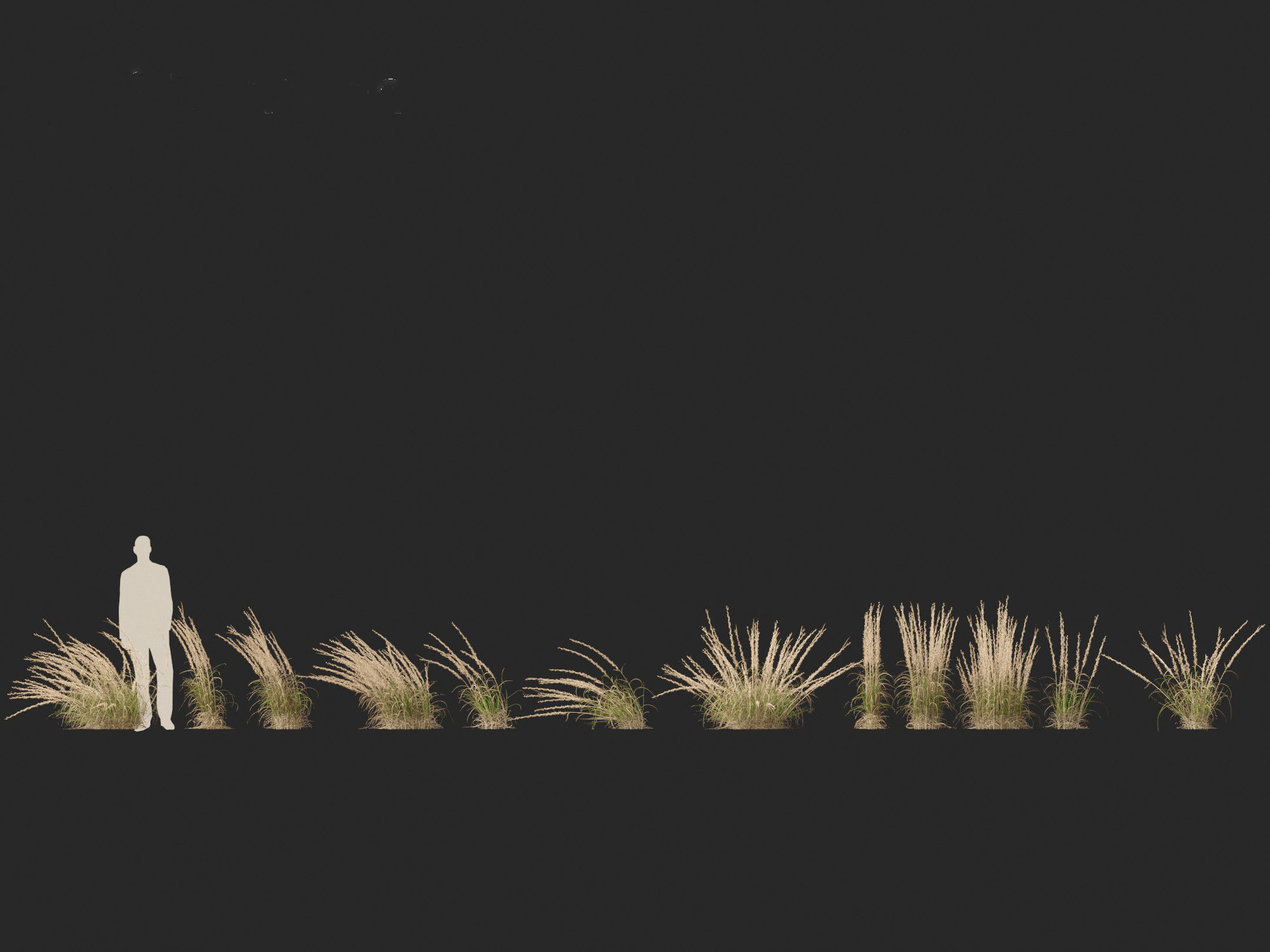 Andropogon virginicus - Broomsedge 3D model_4