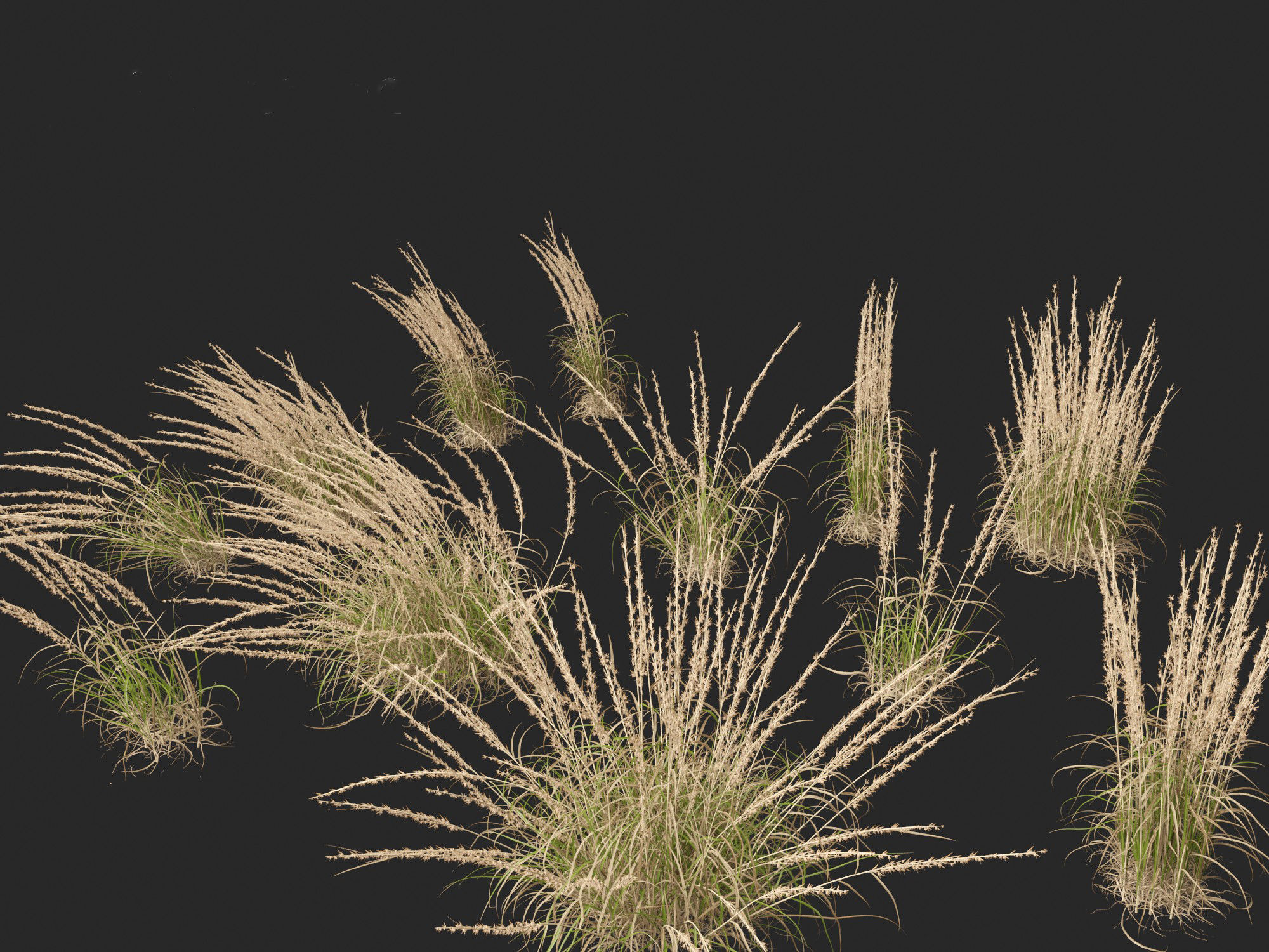 Andropogon virginicus - Broomsedge 3D model_3