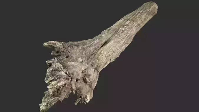 Withered tree trunk 3d scan 3D model